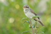 Tuhyk obecny - Lanius collurio - Red-backed Shrike 8678